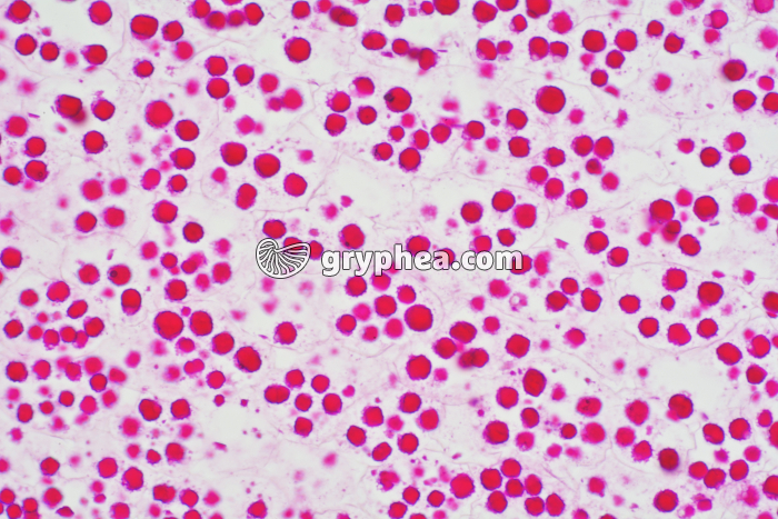 Grains d'aleurone, albumen de Ricin x100 - gryphea.com